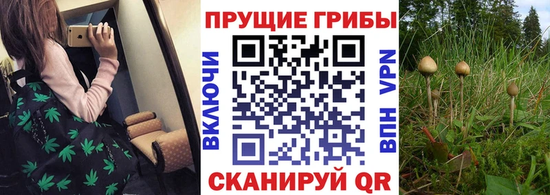 купить   Ельня  Псилоцибиновые грибы MAGIC MUSHROOMS 